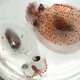 Illustration for article titled Deep sea cephalopods can switch between transparent or opaque for better camouflage